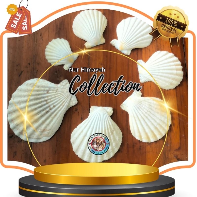 #CANGKANG KERANG KIPAS BESAR PERBIJI