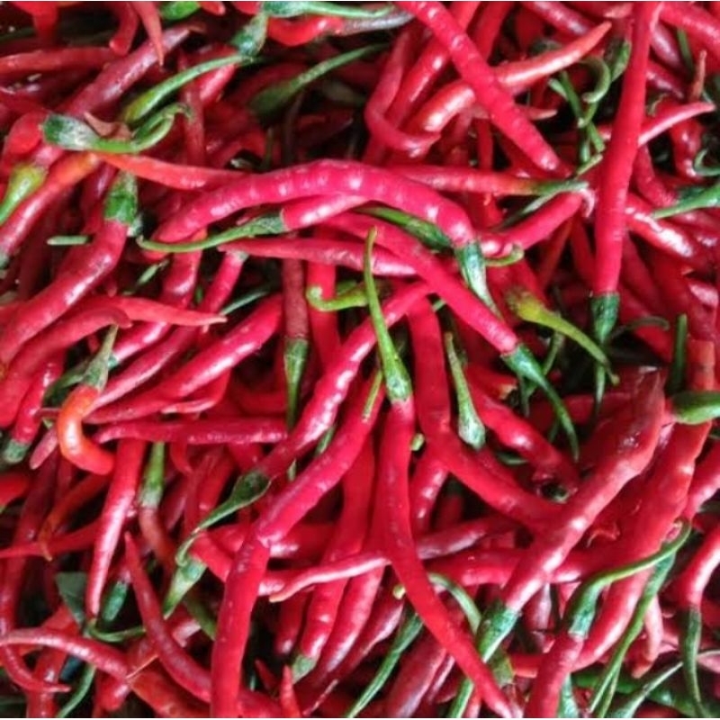 

cabe merah keriting Fresh baru petik petani temanggung - 1kg