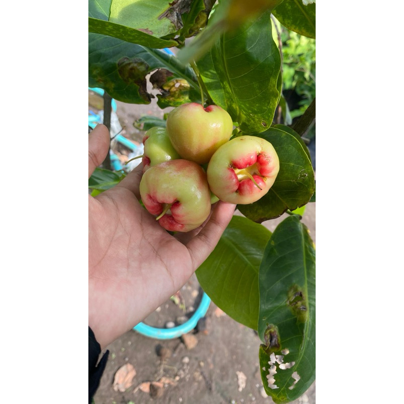 

indukan jambu air kondisi berbuah