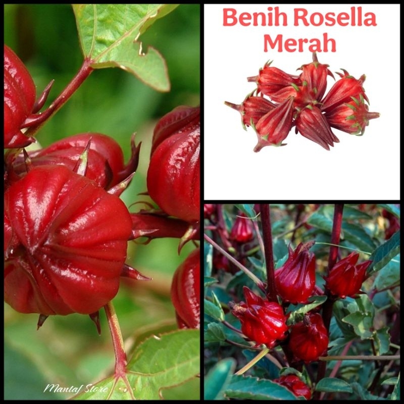 benih bunga rosella merah super unggul