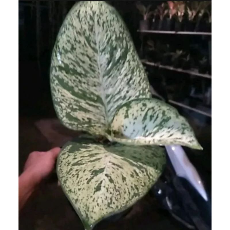 Baymarkeet Diven Anggun Ayu / Aglonema Dive Anggun Ayu.