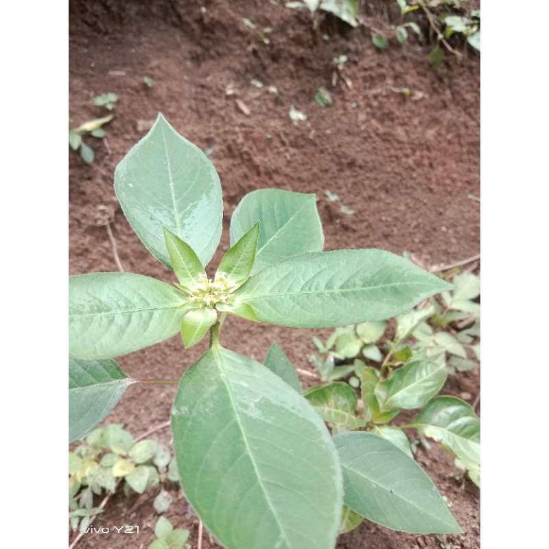 

daun sena segar+batangnyah 250/gram
