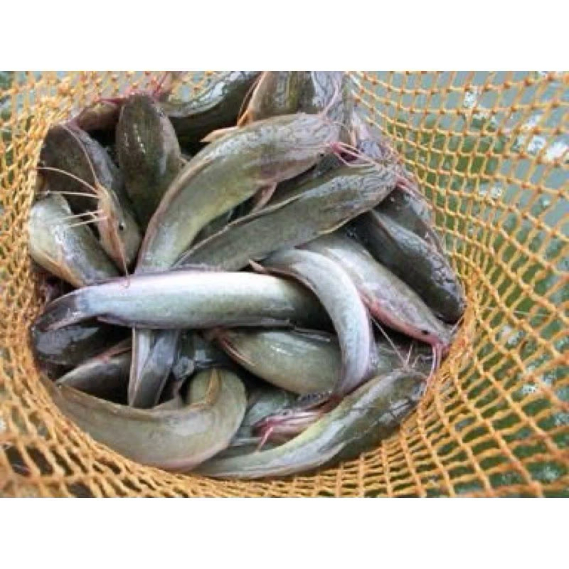 

ikan lele segar 500g & 1kg kualitas baik