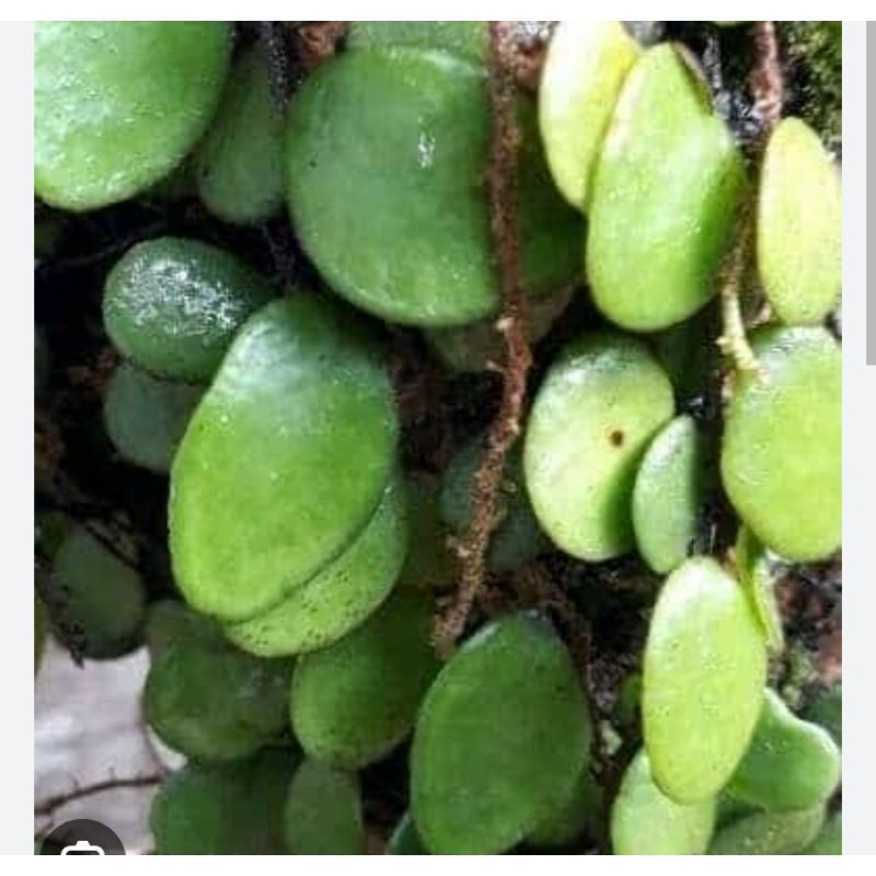 

daun sisik naga Daun kecil