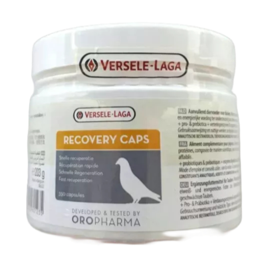 RECOVERY VERSELE LAGA IMPORT VITAMIN BURUNG MERPATI DARA KOLONG BALAP TINGGI