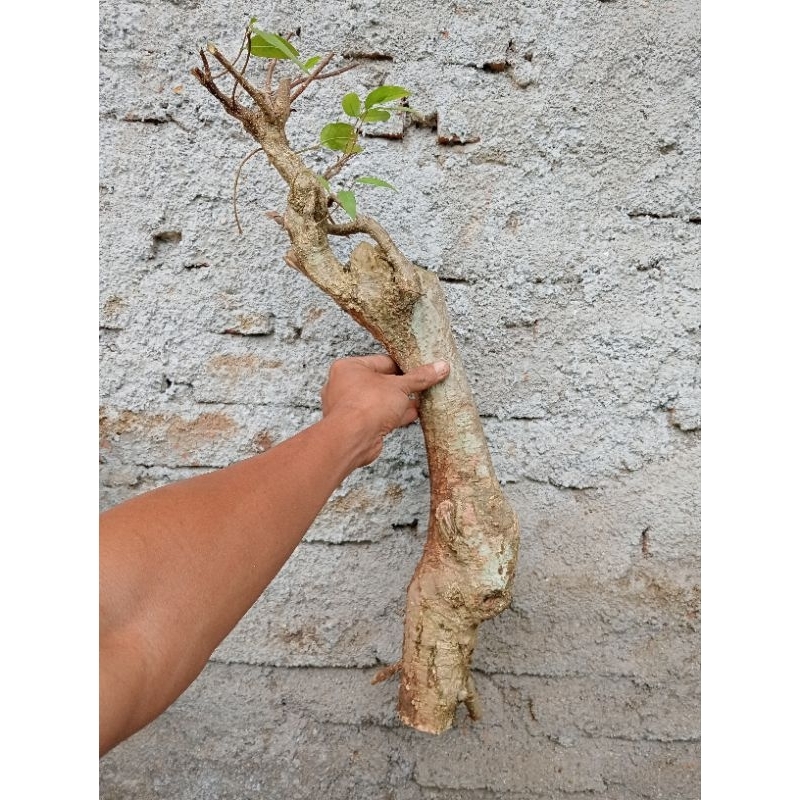 Dongkelan bahan bonsai mentaos