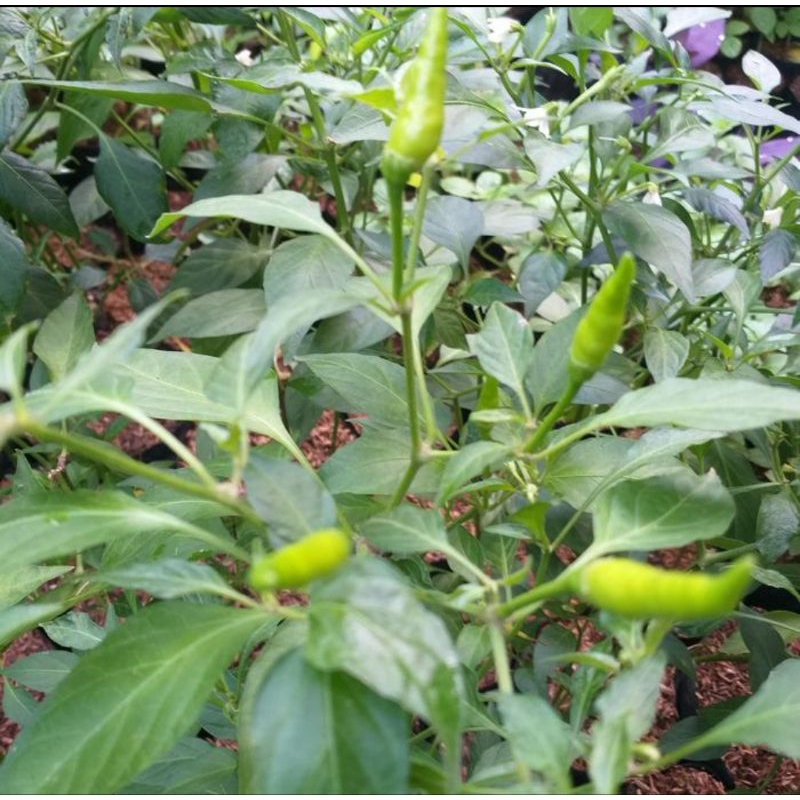 

Jual Tanaman pohon cabe rawit hijau siap tumbuh