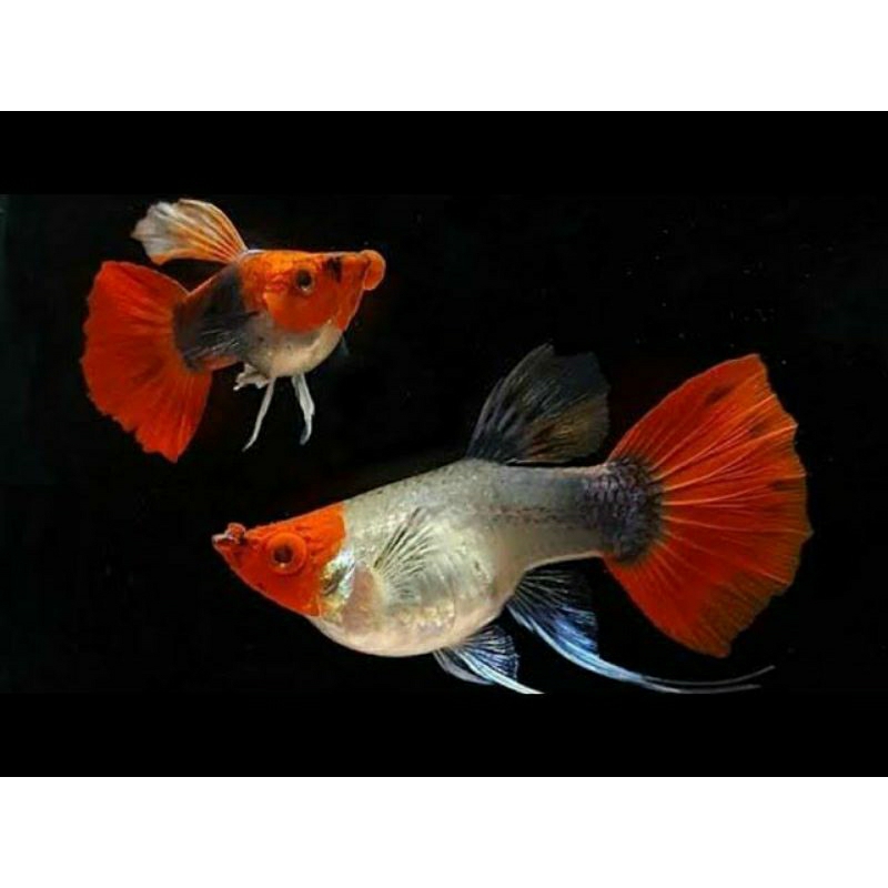 GUPPY TUXEDO KOI SHORTBODY RIBBON