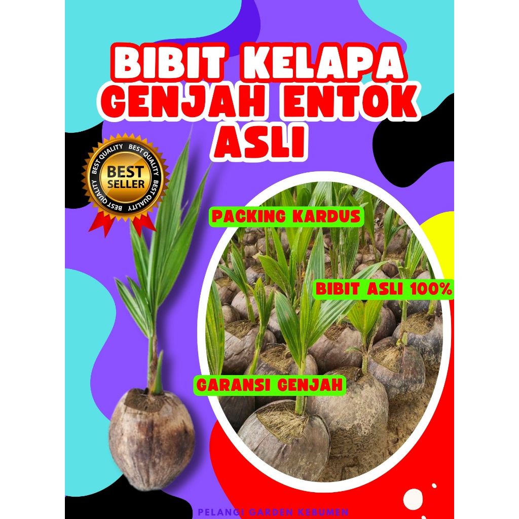 CEPAT BERBUAH.. Benih Buah Kelapa Entok, Benih Buah Kelapa Entog, Benih Buah Kelapa Entok Anakan