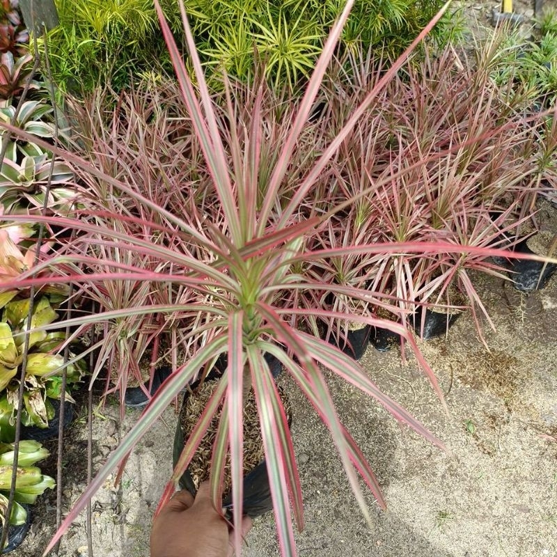 Tanaman Tricolor merah