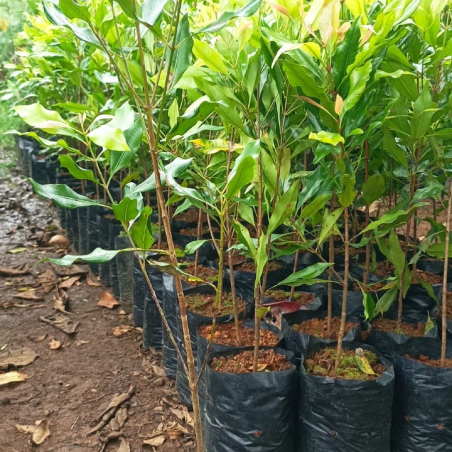 

BIBIT CENGKEH SANSIBAR SUPER (beli 5 gratis 1)