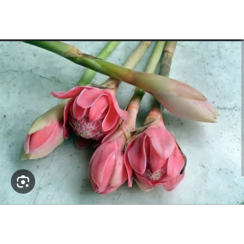 

bunga kecombrang segar kwalitas terbaik harga perbiji