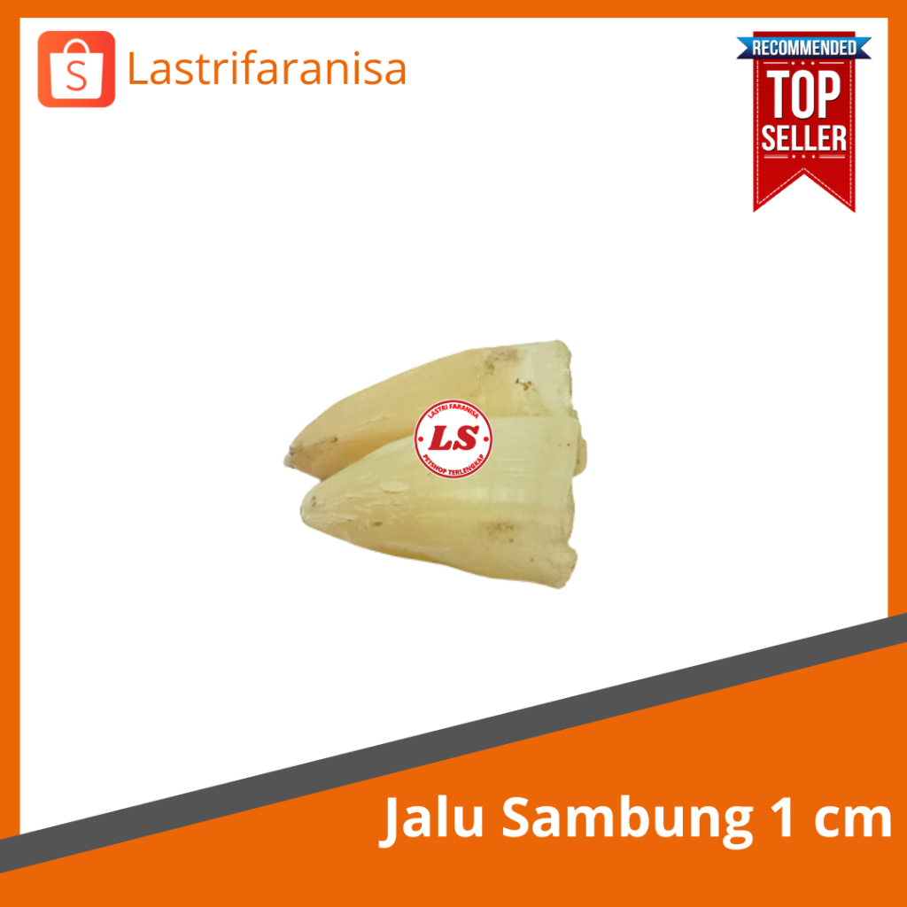 JALU SAMBUNG 1 CM Jalu Sambung Ayam Taji Ayam Asli