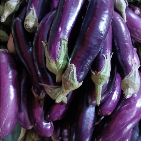 

Terong Panjang Ungu 500 gram