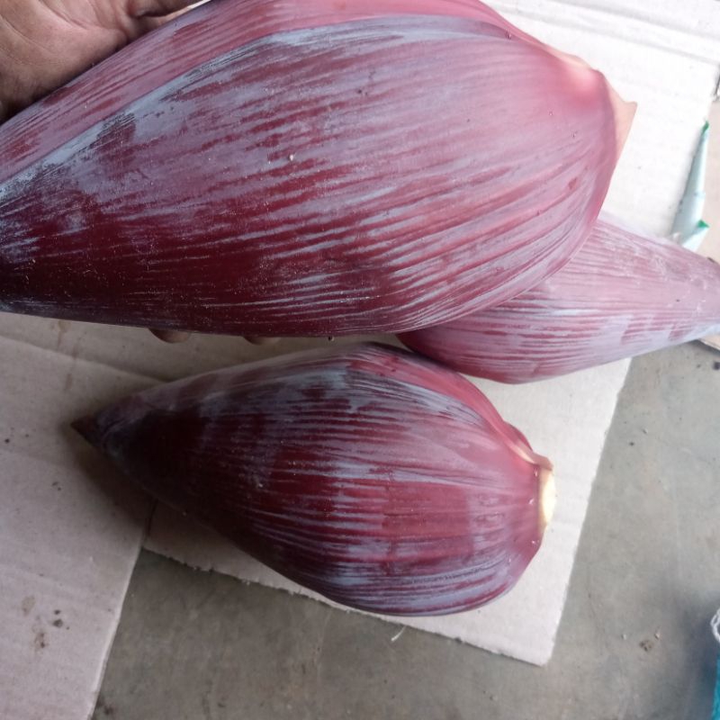 

Jantung Pisang batu atau pisang kluthuk