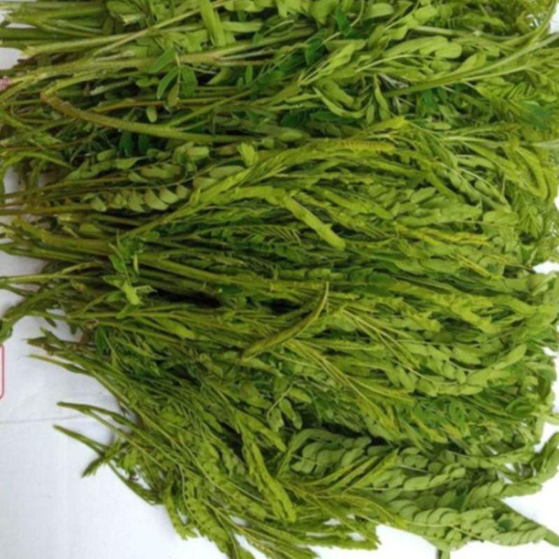 

Daun pete cina atau lamtoro segar 250 gram