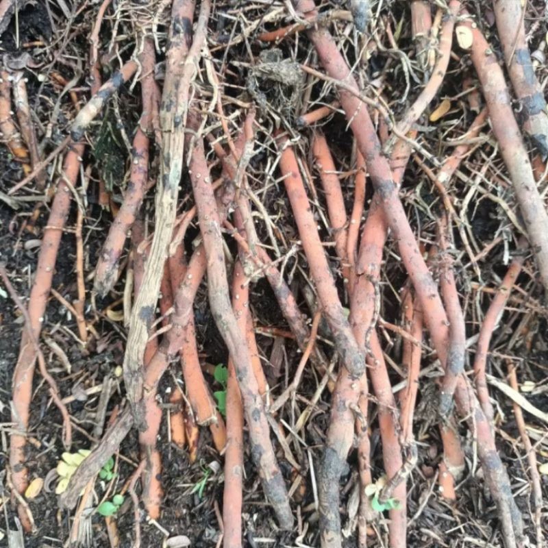 

Akar Pohon Kelapa 250 gram