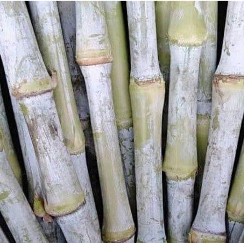 20 stek bibit rumput zanzibar