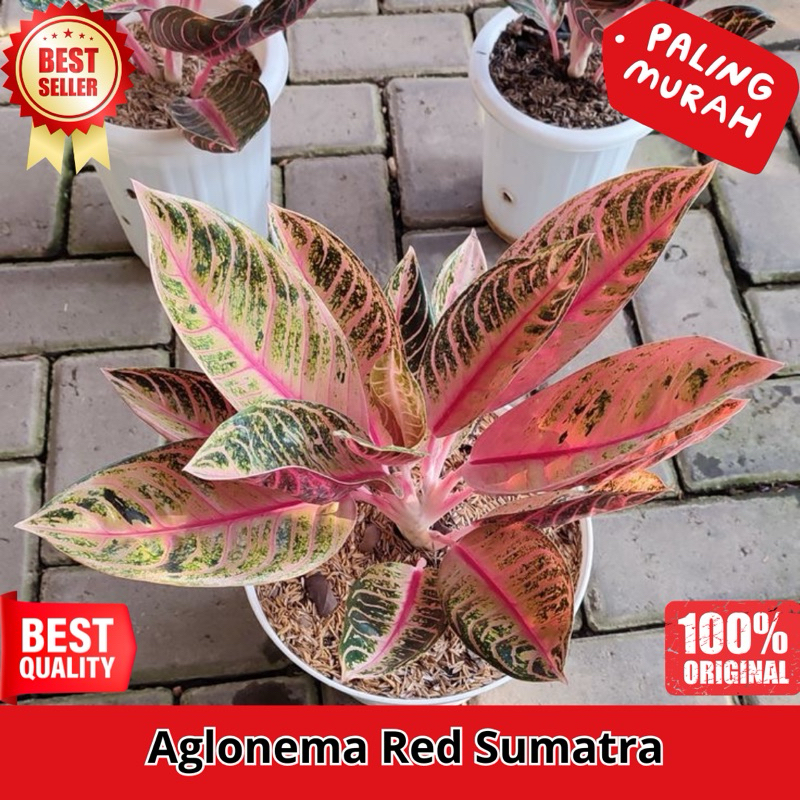 Tanaman Hias Aglonema POS Pride Of Sumatra / Red Sumatra Jumbo induk