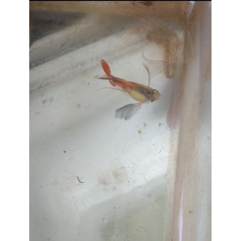 prtde short bodi ribbon