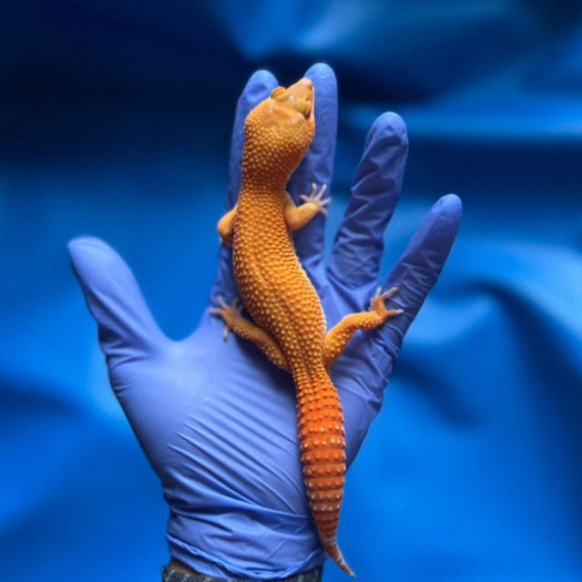 Mainan Gecko SHTCTB PH Tremper Oren pekat