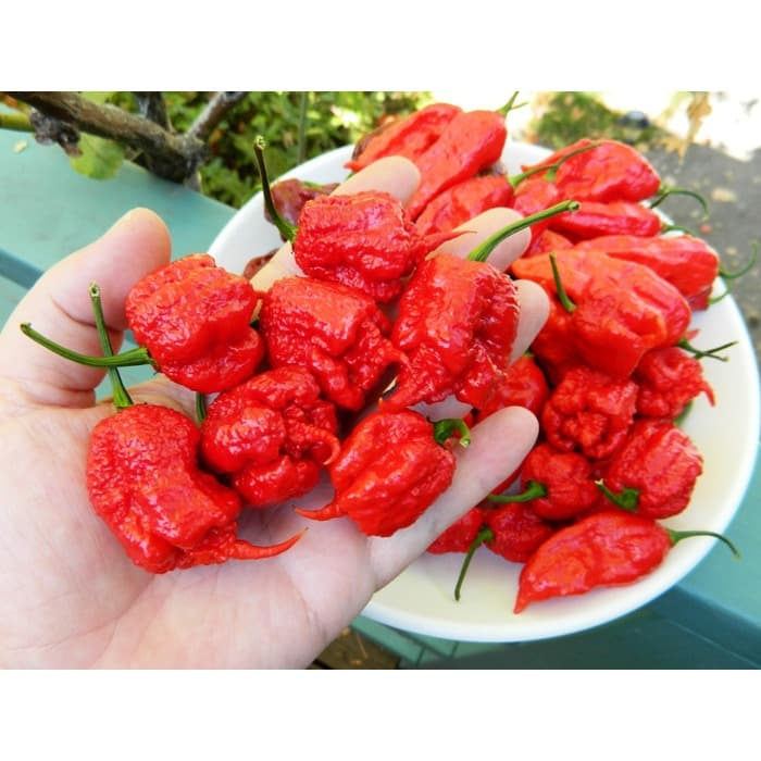 Green Earth - Bibit Benih Biji Cabe Carolina Reaper Hot Pepper - Biji Tanaman Pohon Cabe Carolina Re