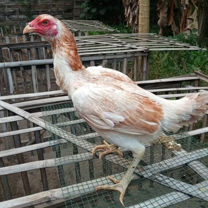Telur Fertil Telur Tetas Ayam Aduan Pakoy Cros Mangon