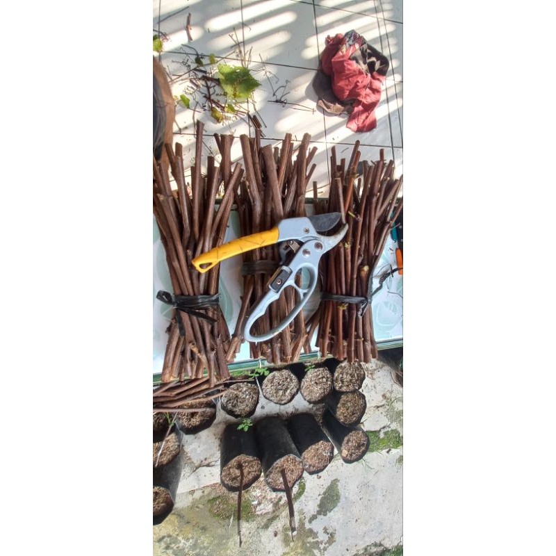 entres Anggur impor harga per paket