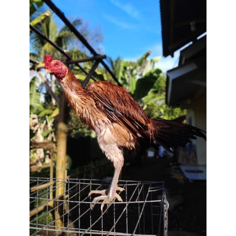ayam muda pama iq gen bulbi usia 8 bulan