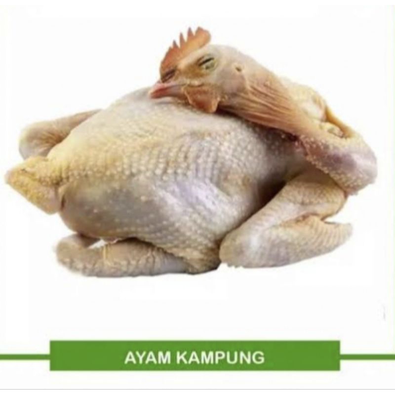 

Ayam kampung fresh segar 2kg/ ayam kampung segar fresh pasar pagi -+2kg