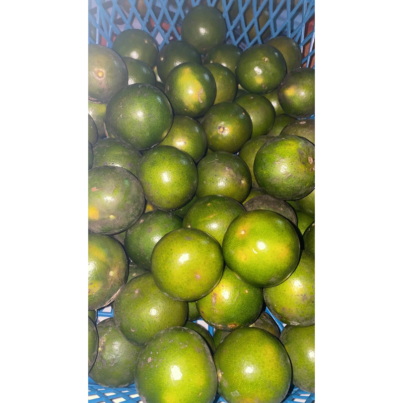 

limau/jeruk marabahan