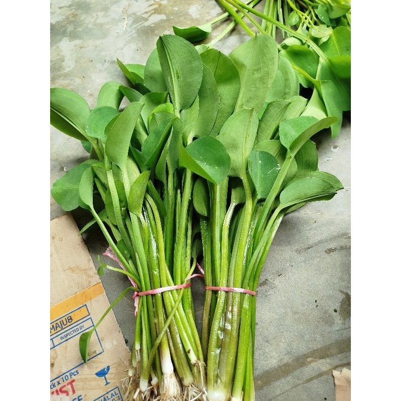 

Daun genjer sayur segar enak satu ikat