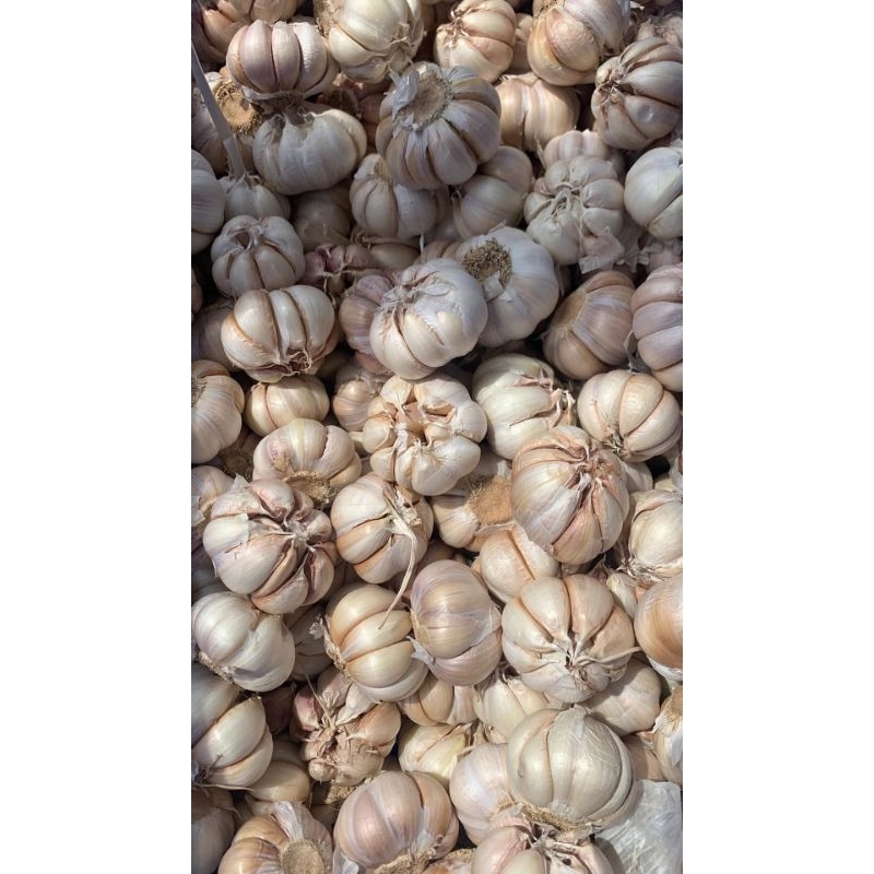 

Bawang Putih bersih kemasan 1 kg