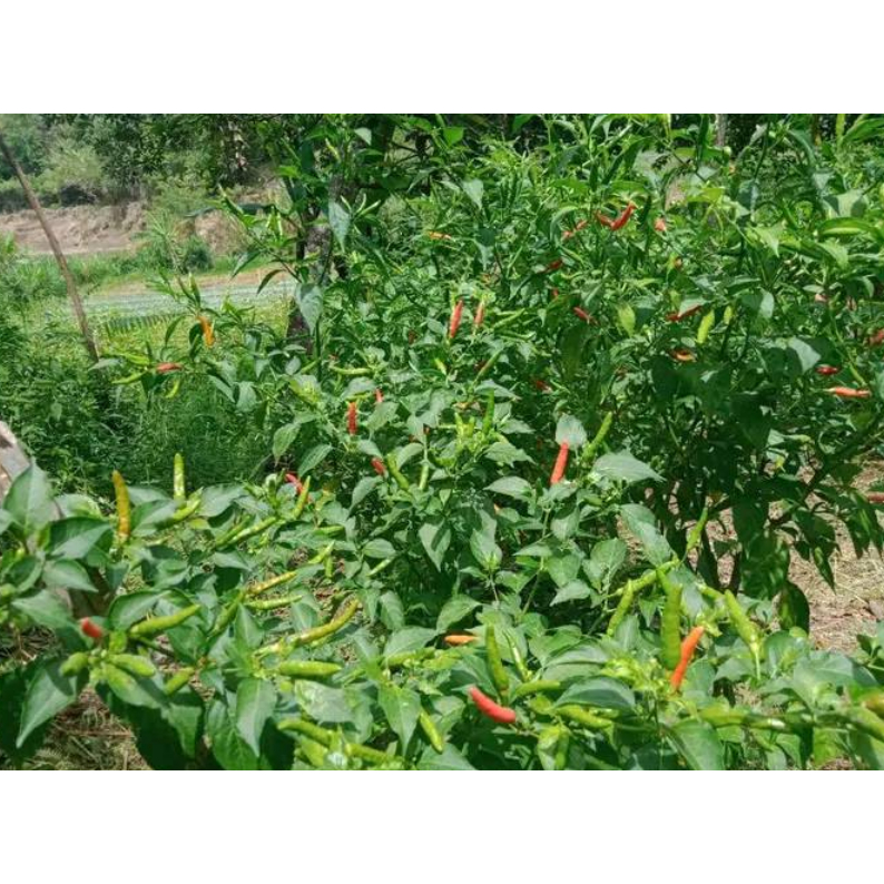 ID BENIH CABE RAWIT DHATU 86 10 GRAM CAP BENIH PRIMA UNGGUL PEDAS LEBAT LOKAL TAHAN VIRUS