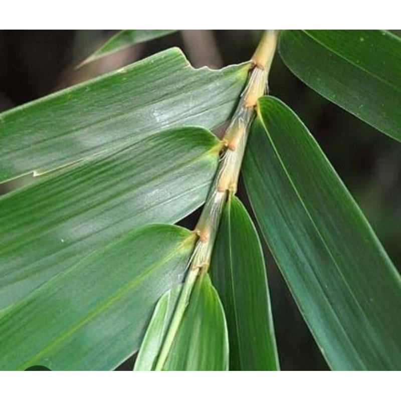 

daun bambu untuk bacang 500grm