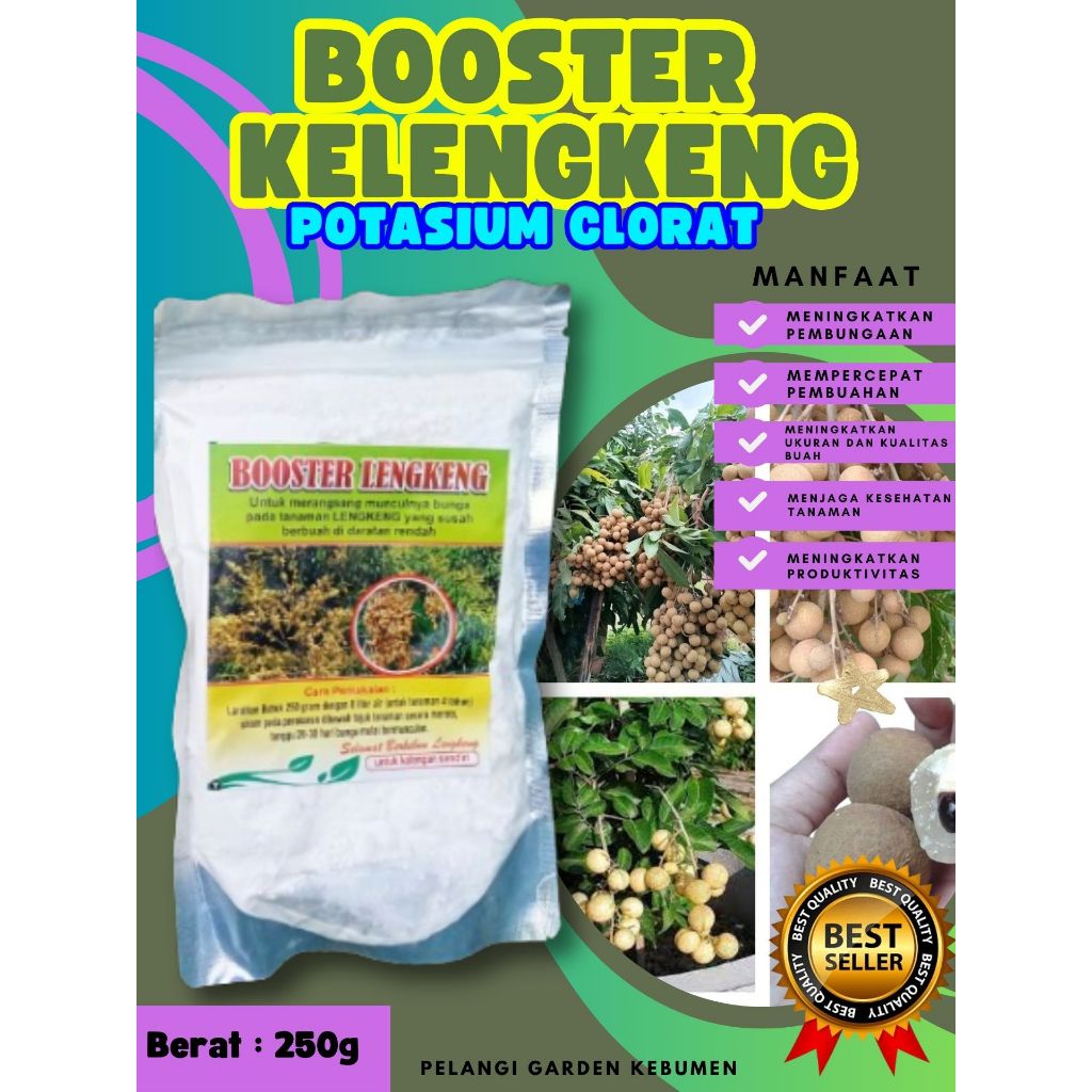 BERBUAH LEBAT..   Booster Kelengkeng New Kristal Cangkok, Booster Kelengkeng New Kristal Berbuah
