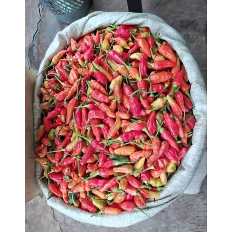 

cabe rawit merah ori 1kg