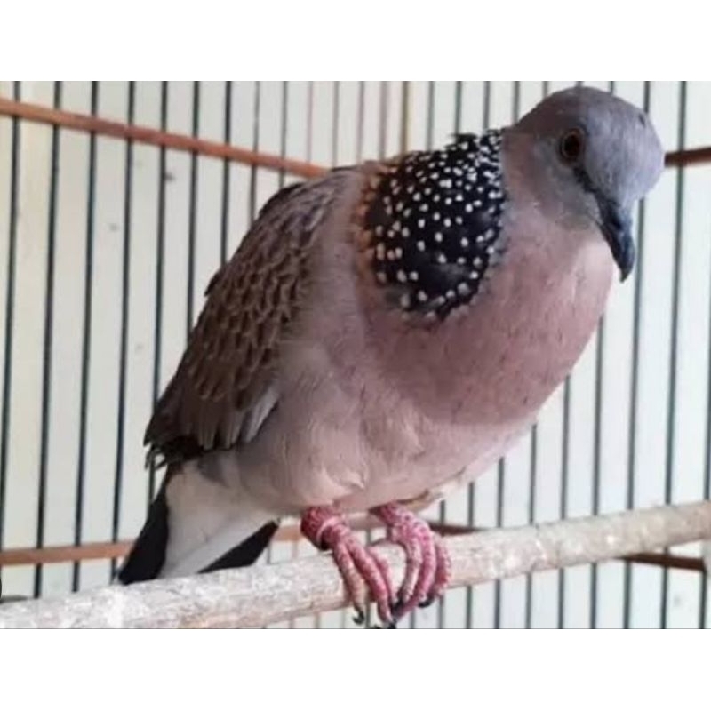 BURUNG TEKUKUR GACORAN KUK 2