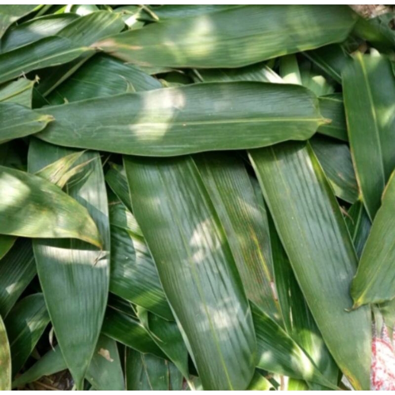 

Daun bambu 100 lembar