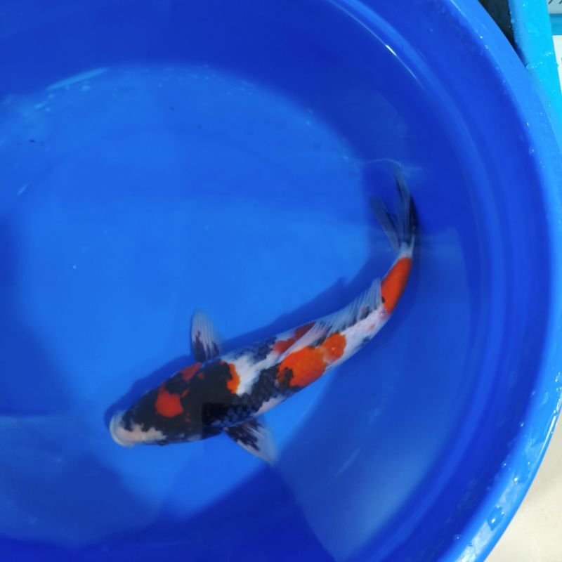 Ikan Koi Jenis Showa Sanshoku Ukuran 35CM Motogoro Seimbang dan Pola Bagus