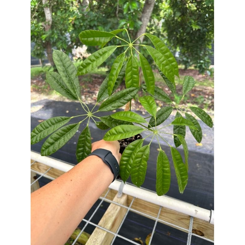 Bibit Walisongo Pete (Heptapleurum albidobracteatum) – Tanaman Langka Daun Eksotis, Cocok untuk Kole