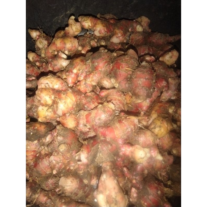 

Jehe Merah 10 Kg. Murah Meriah
