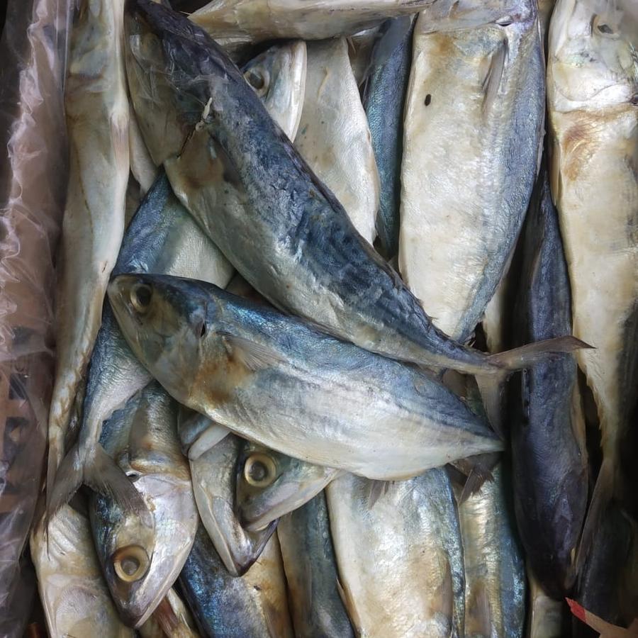 

ikan asin peda Putih super murah 1kg/bisa COD bayar di tempat