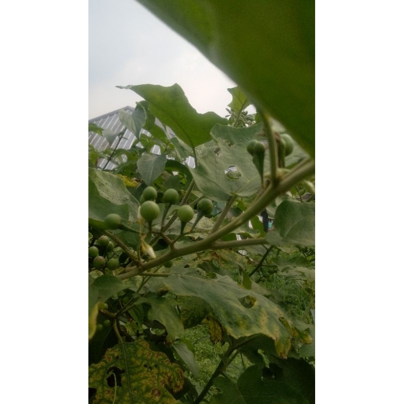 

Daun takokak banyak manfaat kesehatan per 500 gram