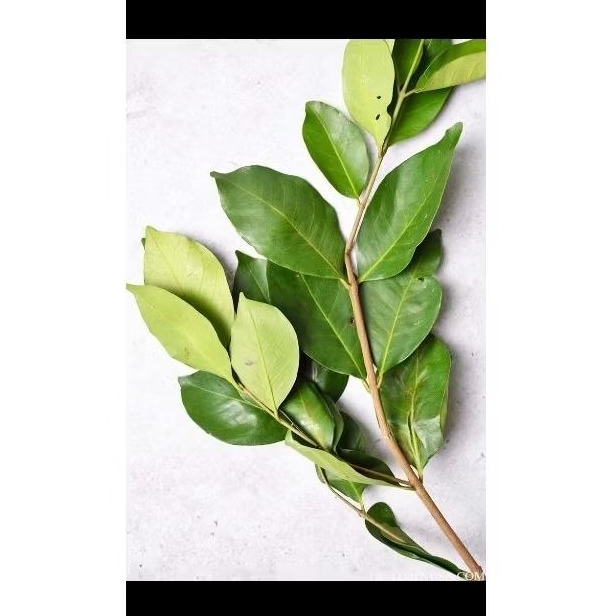 

Daun Salam lembaran 1 pack