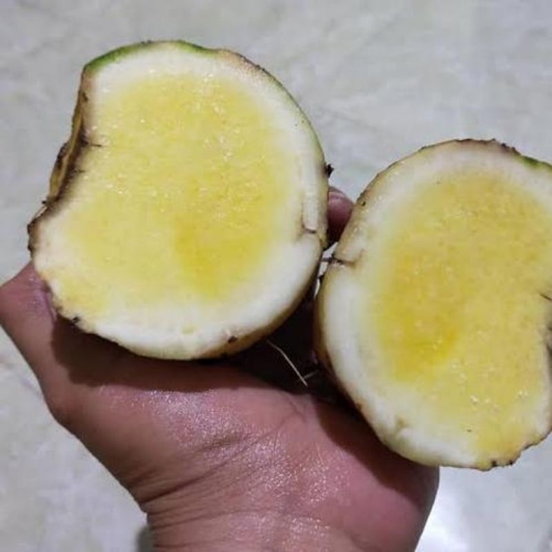 

bentul talas bening/ kuning segar 1 kg