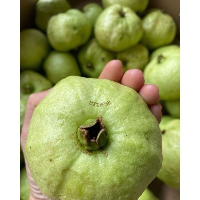 

jambu kristal segar berat 1 kg
