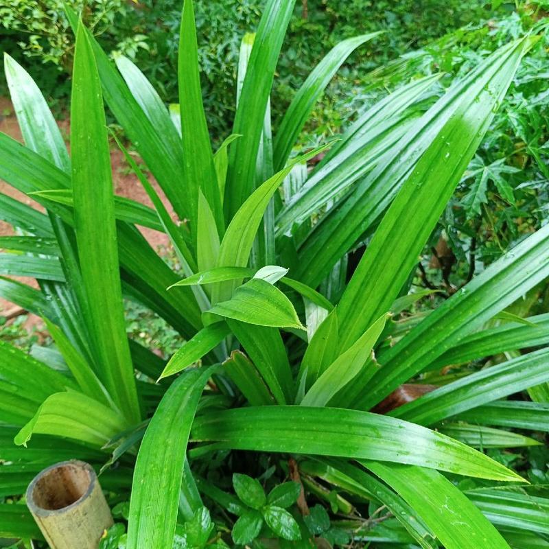

Daun pandan wangi Fresh 20 lembar