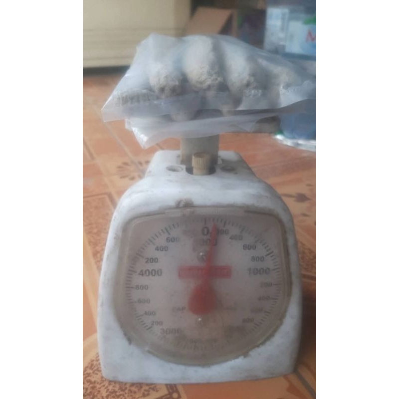 

Tripang Haisom Tobosom ( TRIPANG LAUT )