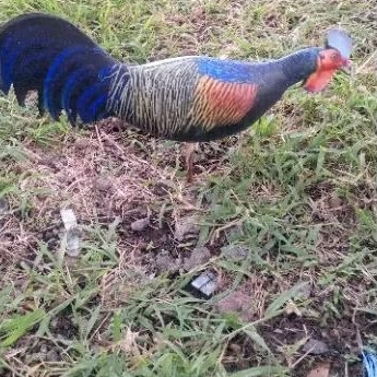 boneka mainan/alat pancing,jontrot ayam hutan hijau jantan